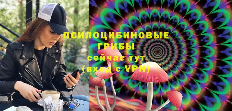 купить   Вяземский  Галлюциногенные грибы Cubensis 